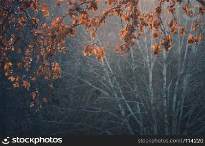Colorful foliage in the autumn park/ Autumn Trees Leaves in vintage color