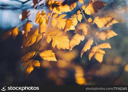Colorful foliage in the autumn park/ Autumn Trees Leaves in vintage color
