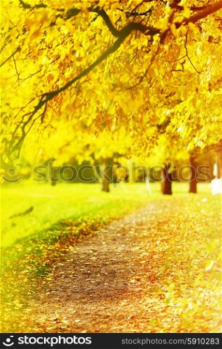 Colorful foliage in the autumn park in sunny day. Colorful foliage in autumn park