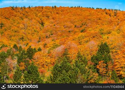 Colorful foliage of autumn on the Hakkoda Mountain in Towada Hachimantai National Park, Akita Prefecture, Japan.