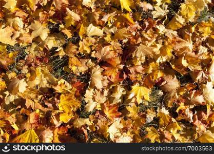 colorful foliage of trees fallen and lying on the ground in a mixed forest, the autumn season in sunny weather. tree autumn foliage fall