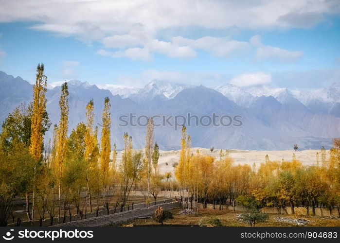 Colorful foliage yellow leaves trees in autumn season against Katpana cold desert and snow capped Karakoram mountain range in the background, Skardu. Gilgit Baltistan, Pakistan.