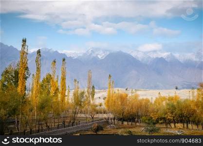 Colorful foliage yellow leaves trees in autumn season against Katpana cold desert and snow capped Karakoram mountain range in the background, Skardu. Gilgit Baltistan, Pakistan.