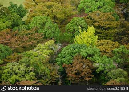 Colorful forest canopy as seen from above. Colorful japanese deciduous forest canopy as seen from above in autumn in Osaka, Japan