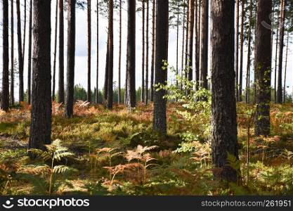 Colorful forest floor in a bright pine tree forest by early fall season
