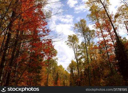 Colorful forest in the fall