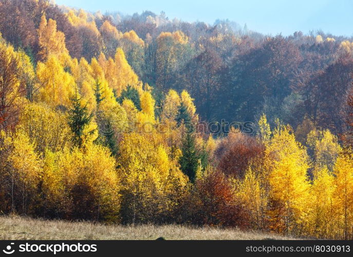 Colorful forest on autumn misty mountain slope.