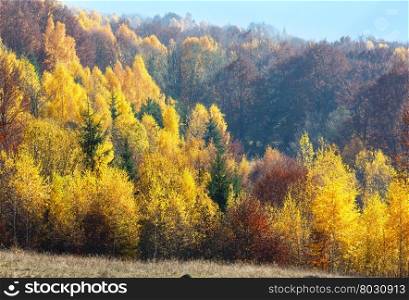 Colorful forest on autumn misty mountain slope.