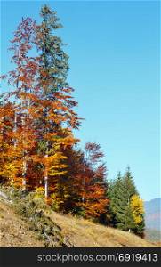 Colorful forest on morning autumn slopes of Carpathian Mountains (Yablunytskyj Pass, Ivano-Frankivsk oblast, Ukraine).
