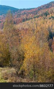 Colorful forest on slope. Autumn Carpathian Mountains landscape  Ivano-Frankivsk oblast, Ukraine .