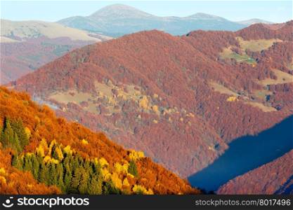 Colorful forest on slope in autumn misty Carpathian mountain.