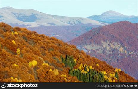 Colorful forest on slope in autumn misty Carpathian mountain.