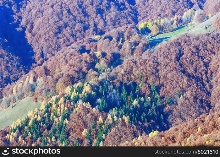 Colorful forest on slope in autumn misty mountain.