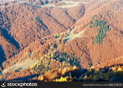 Colorful forest on slope in autumn misty mountain.