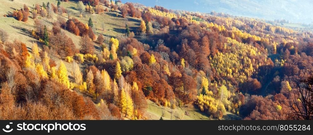 Colorful forest on slope in autumn misty mountain. Panorama.