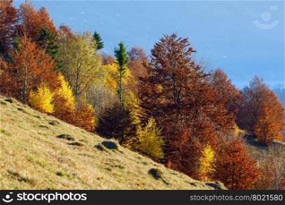 Colorful forest on slope in autumn mountain.
