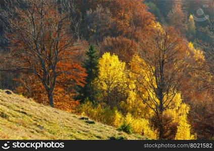 Colorful forest on slope in autumn mountain.
