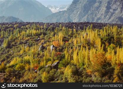 Colorful forest trees on Karakoram mountain range between skardu and Hunza valley in Gilgit Baltistan, autumn in northern Pakistan countryside.