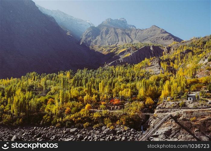 Colorful forest trees on Karakoram mountain range between skardu and Hunza valley in Gilgit Baltistan, autumn in northern Pakistan countryside.
