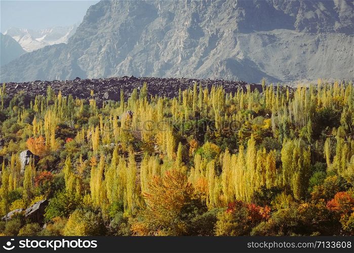 Colorful forest trees on Karakoram mountain range between Skardu and Hunza valley in Gilgit Baltistan, autumn in northern Pakistan countryside.