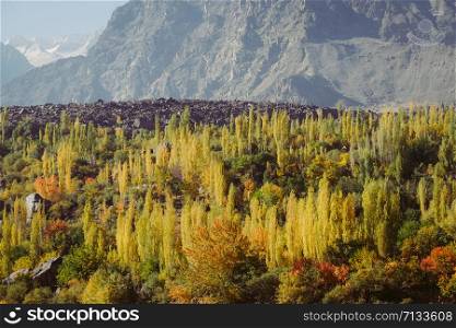 Colorful forest trees on Karakoram mountain range between Skardu and Hunza valley in Gilgit Baltistan, autumn in northern Pakistan countryside.