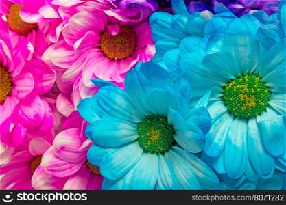 colorful fresh chrysanthemums closeup, natural floral background