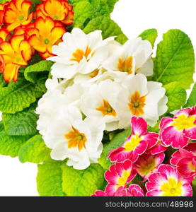 Colorful fresh primula isolated on white