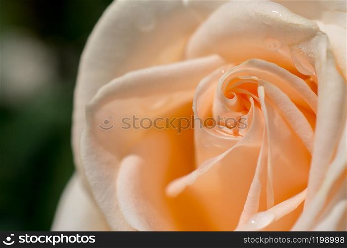 Colorful fresh rose partly in the close up view