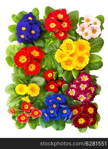 colorful fresh spring primrose flowers isolated on white background. red, blue, yellow, pink primula