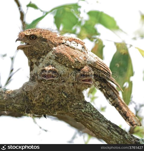Colorful Frogmouth bird, Hodgson Frogmouth bird, the bird that you must see before you die, with its two juvenile chicks in the nest , taken in Thailand, during the day this duty responsibility with male