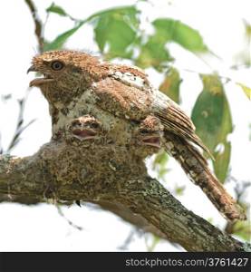 Colorful Frogmouth bird, Hodgson Frogmouth bird, the bird that you must see before you die, with its two juvenile chicks in the nest , taken in Thailand, during the day this duty responsibility with male