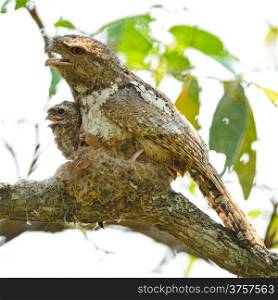 Colorful Frogmouth bird, Hodgson Frogmouth with its two juvenile chicks in the nest, the bird that you must see before you die, taken in Thailand, during the day this duty responsibility with male