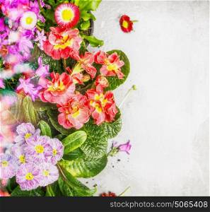 Colorful garden flowers floral border, top view