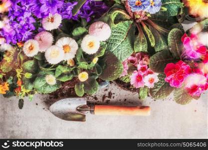 Colorful garden flowers with gardening shovel, floral border, top view