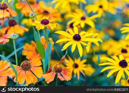 Colorful garden with orange helenium and yellow rudbeckia flowers. Colorful garden with orange helenium and yellow rudbeckia