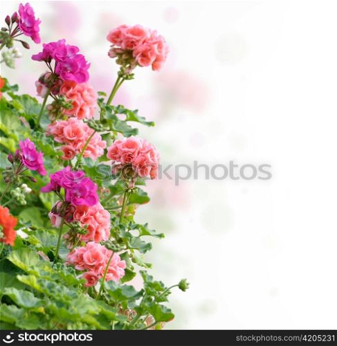 Colorful Geranium Flowers On White Background
