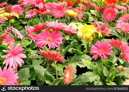 colorful gerbera daisy flowers , close up