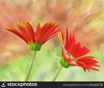 colorful gerbera daisy flowers , close up shot