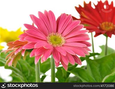 colorful gerbera daisy flowers , close up shot