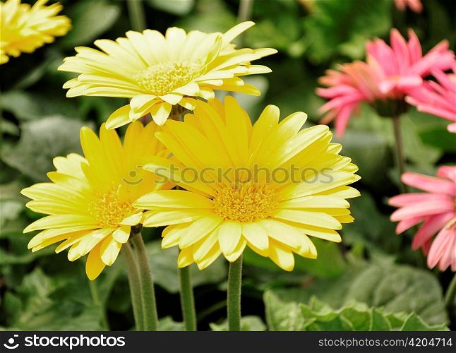 colorful gerbera daisy flowers in the garden