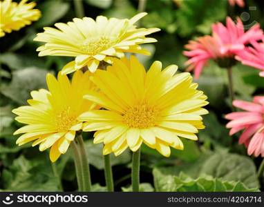 colorful gerbera daisy flowers in the garden
