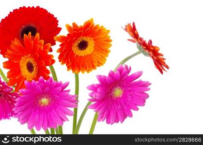 colorful gerberas flowers on white background