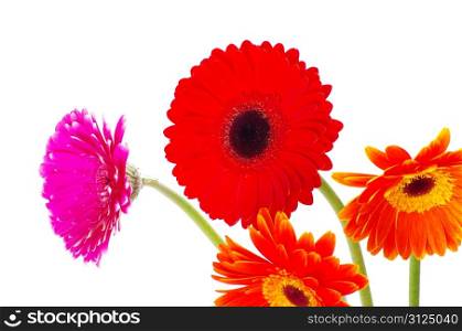 colorful gerberas on white background