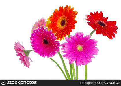 colorful gerberas on white background