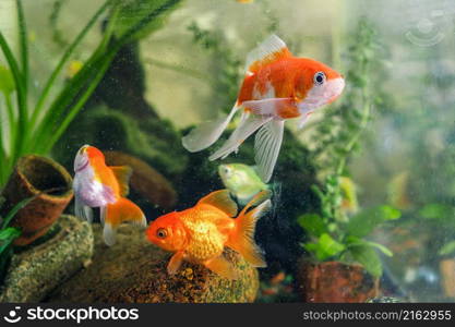 colorful goldfish. freshwater aquarium fish
