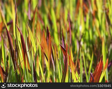 Colorful Grass Background