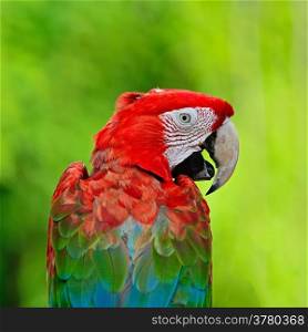 Colorful green and red parrot, Greenwinged Macaw aviary, back profile