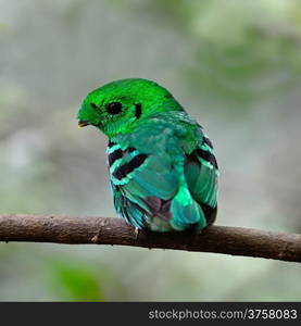 Colorful green bird, a male Green Broadbill (Calptomena viridis), sitting on a branch