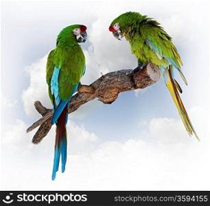 Colorful Green Parrot Macaw On A Branch
