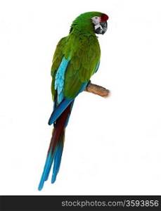 Colorful Green Parrot Macaw On White Background